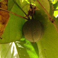 Passiflora ligularis Juss.